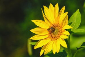 bee, sunflower, yellow-8138459.jpg